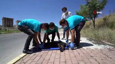  Uşak'ta sokak hayvanları için 'Acil Müdahale Aracı' faaliyete başladı