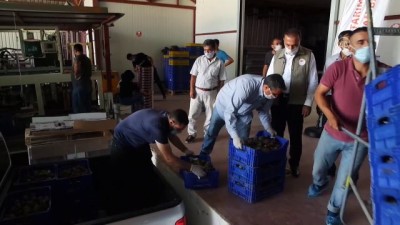 kooperatif - 'Bursa siyahı' incirin ihracat yolculuğu başladı Videosu