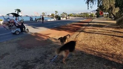 ilginc goruntu -  Sıcaktan bunalan köpeklerin fıskiye keyfi Videosu