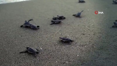 deniz kaplumbagalari -  Bakan Kurum ve Emine Erdoğan, deniz kaplumbağalarını denizle buluşturuyor Videosu