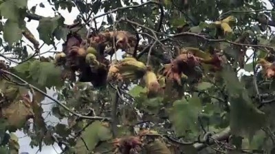 findik toplama - Fındık hasadı başladı - SAMSUN Videosu
