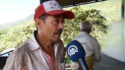 seker kamisi - Kolombiya'da şeker kamışı üretimi Kovid-19 sürecinde de devam ediyor - VİANİ Videosu