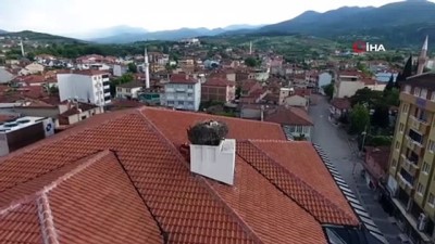 gesi -  Leylekler göç yolunda, çocuklar leylek nöbetinde Videosu