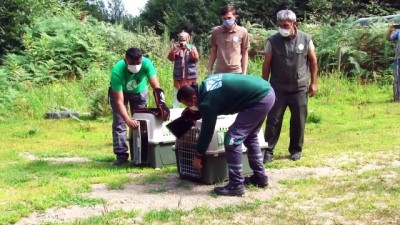 Ormanya'da tedavi edilen iki tilki yavrusu doğaya salındı - SAKARYA