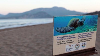 deniz kaplumbagalari - Patara Deniz Kaplumbağaları Koruma ve İzleme Programı (1) - ANTALYA Videosu