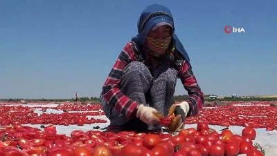 fi yapi -  Yerli domatesler kurutularak yurt dışına ihraç ediliyor Videosu