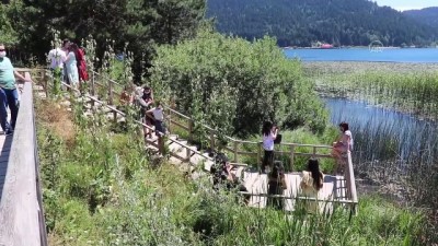 piknik alanlari - Abant bayram tatilinde doğaseverlerin uğrak noktası oldu - BOLU Videosu