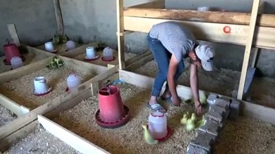  Vanlı iş adamı kaz civcivi satışında taleplere yetişemiyor