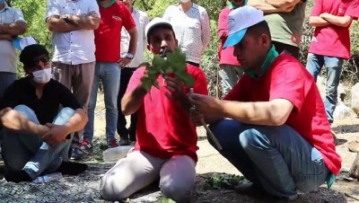 tarim arazisi -  Çatak’taki bıttım ağaçları fıstık ağacına dönüştürülüyor Videosu