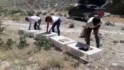 kinali -  Hakkari'de bin kınalı keklik doğaya bırakıldı Videosu