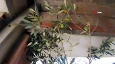 zeytin agaci -  Kuşadası'nda 1500 yıllık zeytin ağacının dibine villa yaptılar Videosu