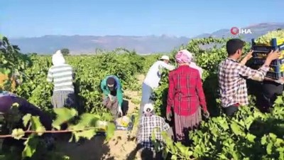 mantar hastaligi -  İslahiye'de üzüm bağlarını 'patlak' vurdu Videosu