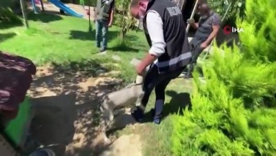 deve kusu -  Silah kaçakçılığı baskınında ortaya çıkan manzara polisi bile şaşırttı Videosu