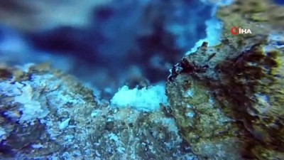 uzunlu -  Yanardağa benzeyen 'Mikrobiyalitler' hayran bıraktı Videosu