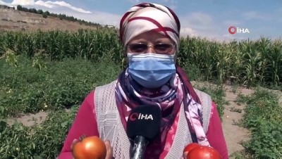 domates tarlasi -  Domates tarlasında 5 yıldır mücadele ettiği kanseri yendi Videosu