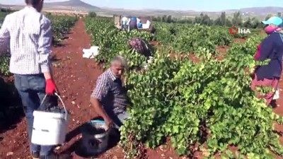  'Kilis karası üzüm' kurutulmaya bırakılıyor