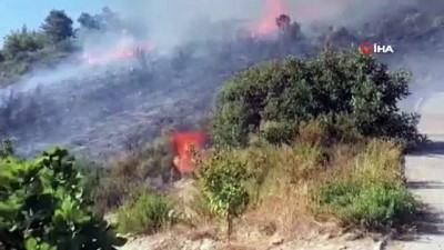  Manavgat'teki yangın zeytin ağaçlarını yaktı