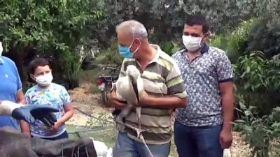 hayvan - Mersin'de göç yolunda yorgun düşen leyleğe yardım eli Videosu