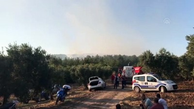Mudanya'da orman yangını - BURSA