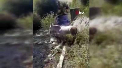 hayvan -  Ölüme terk edilen ayağı kırık at, duyarlı vatandaş tarafından kurtarıldı Videosu