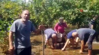 findik toplama -  Sağanak sonrası suda yüzen fındıkları topladılar Videosu