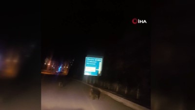 yavru ayilar -  Torul’da ayılar ilçe merkezine indi Videosu