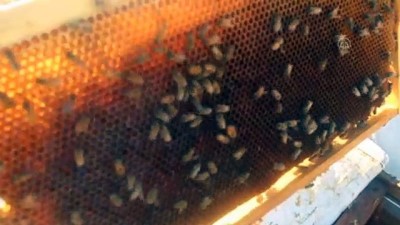 organik bal - Borç aldığı arılarla başladığı bal üretiminde taleplere yetişemiyor - ŞANLIURFA Videosu