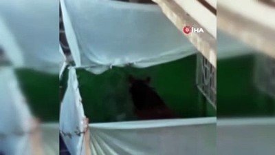 hayvan -  Bursa'da bir evin balkonunda tutulan at görenleri hayrete düşürdü Videosu