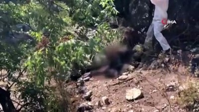 hayvan -  Kayıp şahsın cesedi dağda çoban tarafından bulundu Videosu