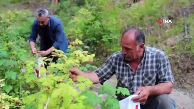 organik meyve -  Oltulular Koronadan 'joğ' ile korunuyor Videosu