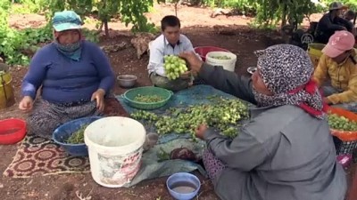peygamber - Tescilli Besni üzümünde hasat zamanı - ADIYAMAN Videosu
