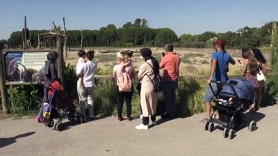 dogal yasam parki - Türkiye'de doğan ilk fil, 3 tona ulaşarak yetişkinliğe adım attı - İZMİR Videosu
