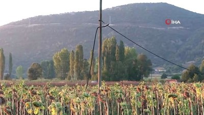 hirsizlik cetesi -  2,5 kilometrelik telefon kablolarını çalmak istediler Videosu