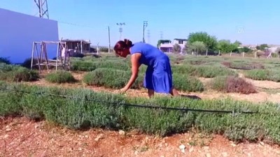 aile ekonomisi - Çöp atılan araziyi lavanta bahçesine dönüştürdü - ADANA Videosu