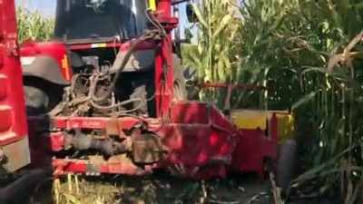 tarim urunu - 'Doğu'nun Çukurovası'nda' silajlık mısır hasadı başladı - IĞDIR Videosu