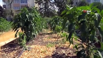 gubre -  İhsaniye Mini Bostan'ında hasat zamanı Videosu