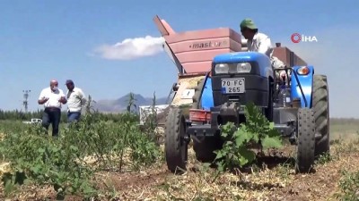  Karaman’da kuru fasulye hasadı başladı