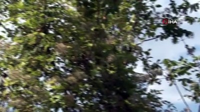 makilik alan -  Kocaeli’deki orman yangını 2 buçuk saatte söndürüldü Videosu