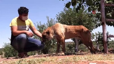 sokak kopegi -  Konya’da köpeklere şefkatli ve huzurlu yuva Videosu