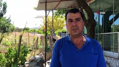 bulduk -   Kurbandan kaçan koyun 24 gün sonra bulundu Videosu