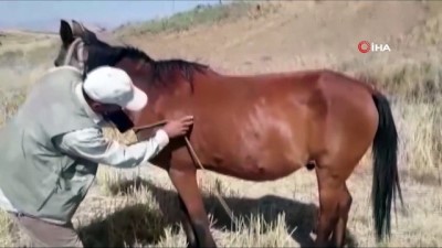 hayvan -  Merada otlanan ata akılalmaz şiddet Videosu