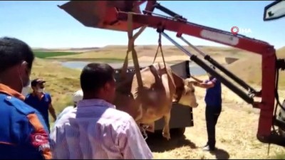 hayvan -  Siirt’te çamura saplanan ineği AFAD ekipleri kurtardı Videosu