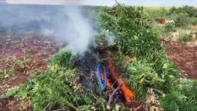 uyusturucu operasyonu -  4 milyon 623 bin 280 kök kenevir ele geçirildi Videosu