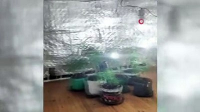 aluminyum folyo -  Kenevir yetiştirmek için özel oda kurulan eve operasyon Videosu