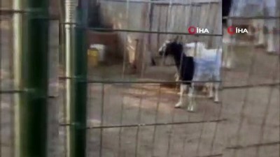 tatil gunu -  EFT dolandırıcılarının eline düşen keçiler 3 ilde dört el değiştirdi Videosu