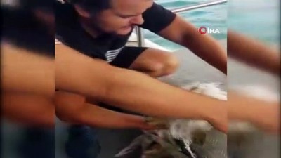  Kaplumbağayı kurtarmak için gezi teknesini durdurdu