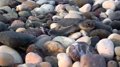 deniz kaplumbagalari -  Kumsal temizliği yapanlara deniz kaplumbağası sürprizi Videosu
