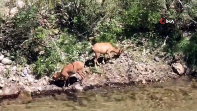 dag kecisi -  Su kıyısına inen dağ keçileri görüntülendi Videosu
