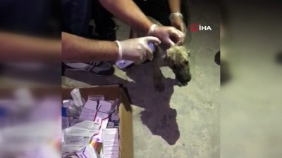 polis ekipleri -  Böyle vahşet görülmedi, yavru köpeklerin kulaklarını kestiler Videosu