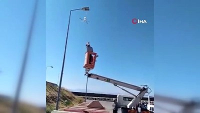 elektrik diregi -  Martı yere atılan maske yüzünden elektrik direğinde asılı kaldı Videosu